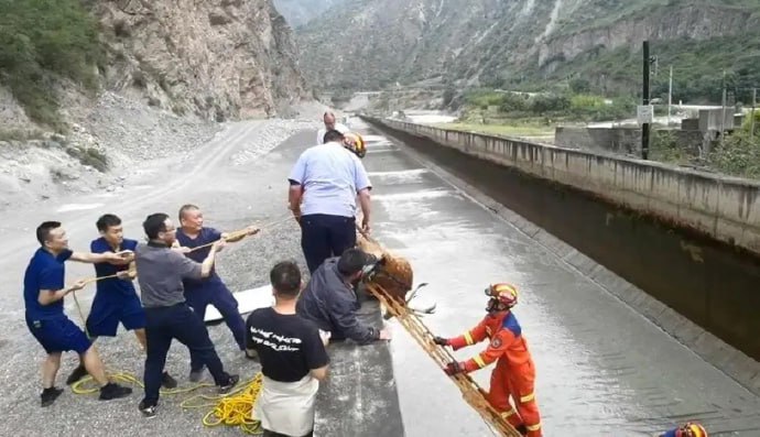 9 月 15 日凌晨，四川九寨沟白水河水电站为救跌入水电站深水渠的一头梅花鹿，决定停电停止进水，排干蓄水